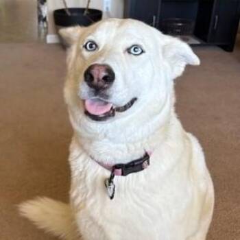 Rescue Siberian Husky and German Shepherd Dog Dogs for Adoption in Pasco, Washington - Haylee | PetCurious