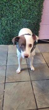 Rescue Mixed Breed and Pit Bull Terrier Dogs for Adoption in El Paso, Texas - 59037794 | PetCurious