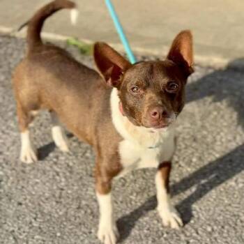 Chihuahua and Dachshund Dogs Available for Adoption in Cincinnati, Ohio - Dino 2026 | PetCurious