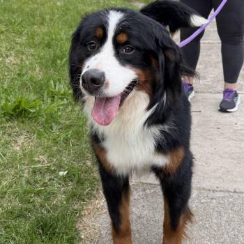 Bernese Mountain Dog Dogs Available for Adoption in Rochester, New York - Brownie | PetCurious