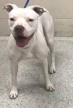 Pit Bull Terrier and Mixed Breed Dogs Available for Adoption in Conroe, Texas - LU-LU | PetCurious