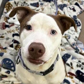 Boogie -  Mixed Breed Dog for Adoption in Middletown, Rhode Island - Boogie | PetCurious