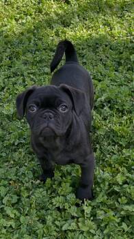 Pug and French Bulldog Dogs Available for Adoption - Otis | PetCurious