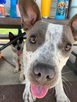 Cattle Dog Dogs Available for Adoption in Fort Collins, Colorado - Monkey | PetCurious