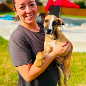Boon -  Black Mouth Cur Dog for Adoption in Williston, Vermont - Boon | PetCurious