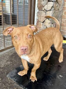 Bae Bae -  Staffordshire Bull Terrier Dog for Adoption in Tucson, Arizona - Bae Bae | PetCurious