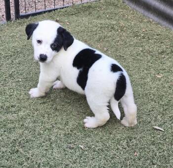 Border Collie and Australian Shepherd Dogs Available for Adoption in Apache Junction, Arizona - Pendant | PetCurious