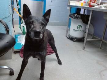 BUDDY -  German Shepherd Dog and Mixed Breed Dog for Adoption in Albuquerque, New Mexico - BUDDY | PetCurious