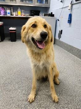 HONEY -  Golden Retriever and Mixed Breed Dog for Adoption in Westminster, Maryland - HONEY | PetCurious