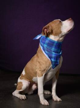 Alex -  Mixed Breed Dog for Adoption in Atlanta, Georgia - Alex | PetCurious