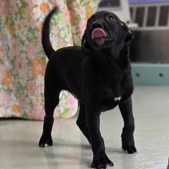 Shepherd and Mixed Breed Dogs Available for Adoption - Rolph | PetCurious