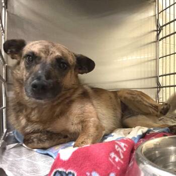 Myla -  Mixed Breed Dog for Adoption in Asheville, North Carolina - Myla | PetCurious