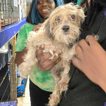 Maltese and Mixed Breed Dogs Available for Adoption in Hinesville, Georgia - Tuni | PetCurious