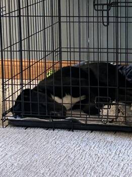 Tino -  Labrador Retriever Dog for Adoption in Mundelein, Illinois - Tino | PetCurious