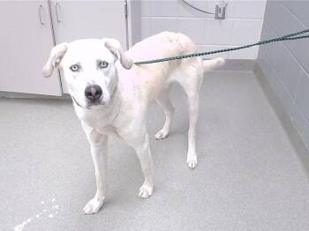 Labrador Retriever and Husky Dogs Available for Adoption in Omaha, Nebraska - LARRY BIRD | PetCurious