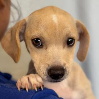 Blossom -  Black Mouth Cur Dog for Adoption in Goleta, California - Blossom | PetCurious