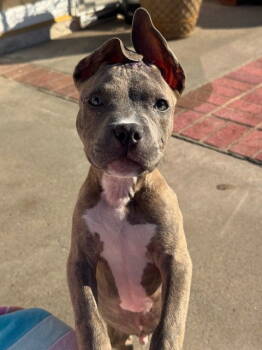 Rescue American Staffordshire Terrier Dogs for Adoption in San Juan Capistrano, California - Kingston | PetCurious