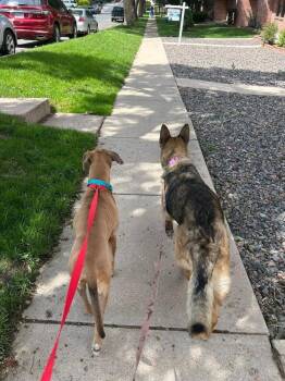 Rusty -  Boxer and Catahoula Leopard Dog Dog for Adoption in Colorado Springs, Colorado - Rusty | PetCurious