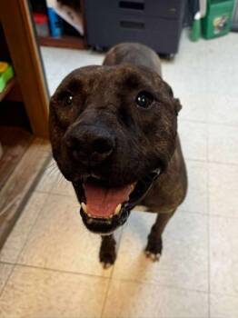 Rescue Pit Bull Terrier and Mixed Breed Dogs for Adoption in Scottsbluff, Nebraska - Chloe | PetCurious