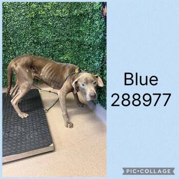 BLUE -  Mixed Breed Dog for Adoption in Macon, Georgia - BLUE | PetCurious