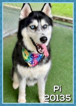 PI (also see DAISY) -  Husky Dog for Adoption in Marietta, Georgia - PI (also See DAISY) | PetCurious