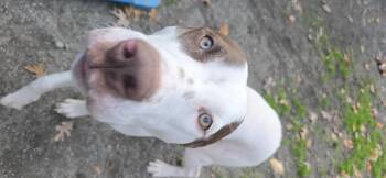 Rescue Pointer and Pit Bull Terrier Dogs for Adoption in Orange, Virginia - Oakley | PetCurious