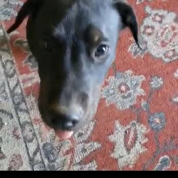 Rescue Mixed Breed Dogs for Adoption in Kittanning, Pennsylvania - Jet | PetCurious