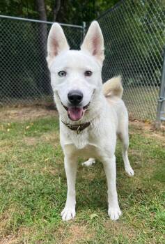 Rescue Husky Dogs for Adoption in Pearisburg, Virginia - Icelynn | PetCurious