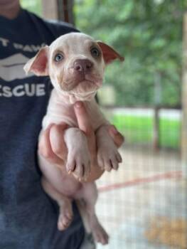 Cheesecake -  Mixed Breed Dog Available for Adoption in Groveland, Massachusetts - Cheesecake | PetCurious
