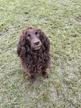 Barbie -  English Springer Spaniel Dog for Adoption in Covington, Louisiana - Barbie | PetCurious