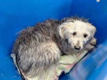 Mixed Breed Dogs Available for Adoption in Dallas, Texas - BADGER | PetCurious