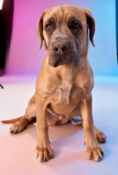 Cane Corso Dogs Available for Adoption in Cottonwood, Arizona - Bitty | PetCurious