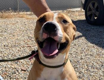 Pit Bull Terrier Dogs Available for Adoption - Brody | PetCurious