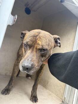 Pit Bull Terrier and Mixed Breed Dogs Available for Adoption - A471251 | PetCurious