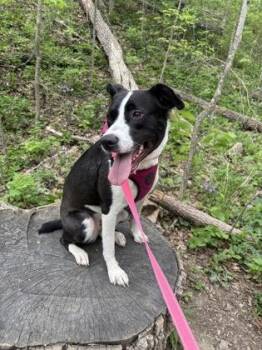 Mixed Breed Dogs Available for Adoption in Cincinnati, Ohio - Nala | PetCurious