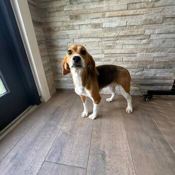 Vienna 6401 -  Beagle Dog for Adoption in Loxahatchee Groves, Florida - Vienna 6401 | PetCurious