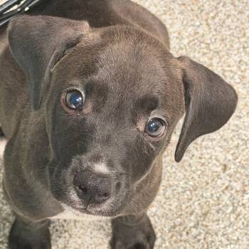 Dan The Man -  Mixed Breed Dog for Adoption in Englewood, Florida - Dan The Man | PetCurious