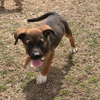 Beagle and Labrador Retriever Dogs Available for Adoption in Warrior, Alabama - Vader | PetCurious