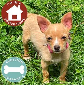 Kristy -  Mixed Breed Dog for Adoption in Janesville, Wisconsin - Kristy | PetCurious