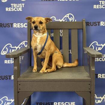 Terrier Dogs Available for Adoption in Waterford, New Jersey - AVA | PetCurious