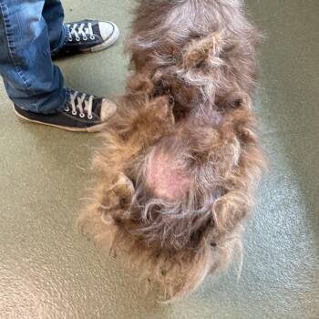 Cocoa -  Australian Shepherd Dog for Adoption in Harrisonburg, Virginia - Cocoa | PetCurious