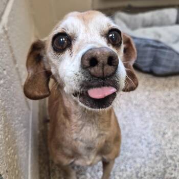 Dachshund Dogs Available for Adoption in Sierra Vista, Arizona - Violet | PetCurious