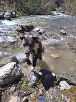 Winnie -  Pit Bull Terrier Dog for Adoption in Thayne, Wyoming - Winnie | PetCurious