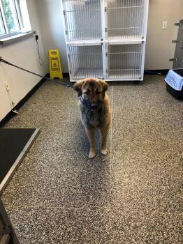 Mixed Breed Dogs Available for Adoption - Cherry | PetCurious