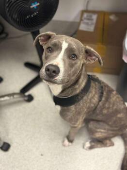 Pit Bull Terrier and American Staffordshire Terrier Dogs Available for Adoption in Phoenix, Arizona - Hogan | PetCurious