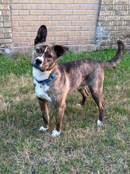Surfer -  Mixed Breed Dog for Adoption in Grand Forks, North Dakota - Surfer | PetCurious