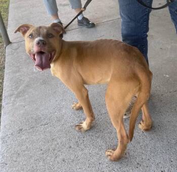 Jessie -  Mixed Breed Dog for Adoption in Quinlan, Texas - Jessie | PetCurious