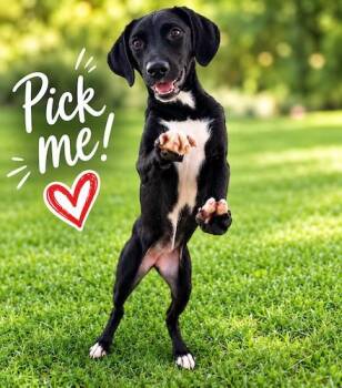 Smikey 19 -  Black Labrador Retriever Dog for Adoption in Killingworth, Connecticut - Smikey 19 | PetCurious