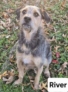 Rescue Terrier Dogs for Adoption in Clarksville, Tennessee - River | PetCurious