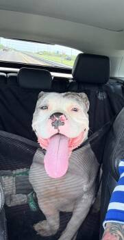 Juliette -  American Bulldog Dog for Adoption in Lakeland, Florida - Juliette | PetCurious